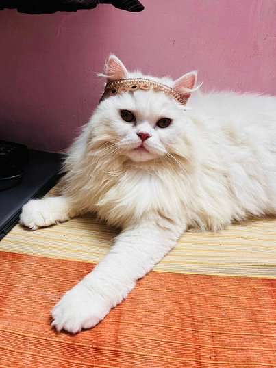 Persian Dogs For Mating In Delhi