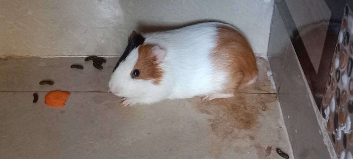 Guinea Pigs For Adoption In Bhubaneswar