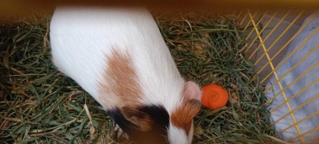 Guinea Pigs For Adoption In Bhubaneswar