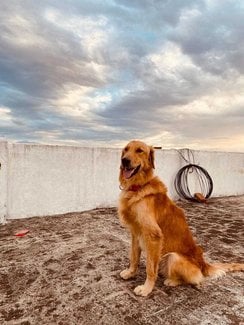 Golden Retriever For Adoption In Vellore