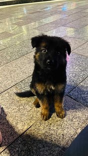 German Shepherd For Sale In Gurgaon