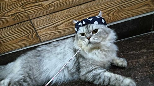 Siberian For Sale In Bangalore