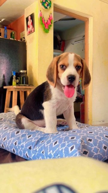 Beagle For Sale In Pune