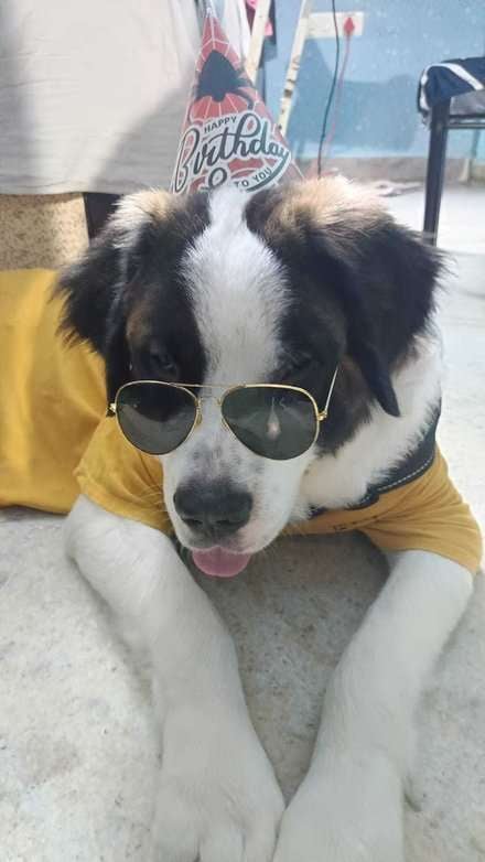 Saint Bernard For Adoption In Vijayawada
