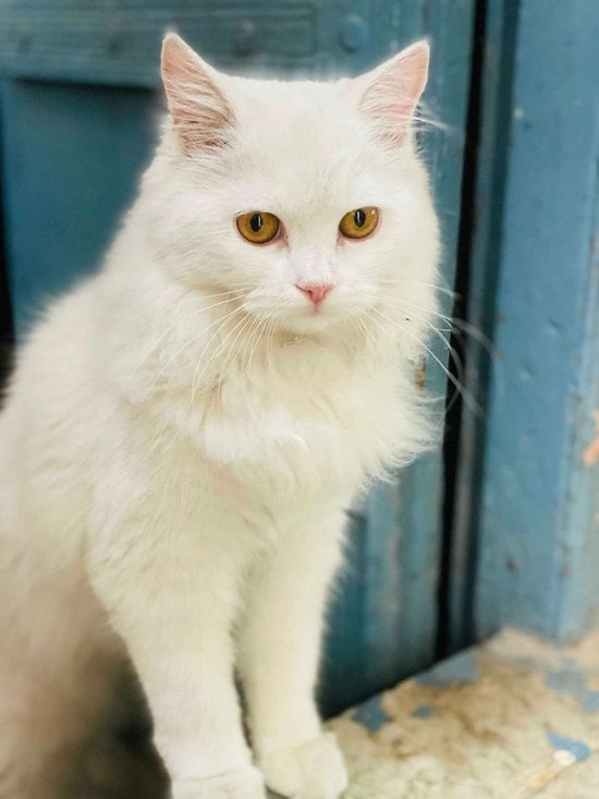 Persian For Sale In Ghaziabad