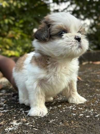 Shih Tzu For Sale In Ernakulam