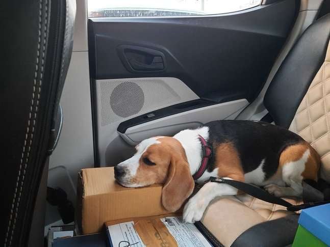Beagle Dogs For Mating In Chennai