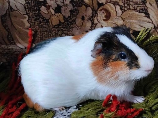 Guinea Pigs For Adoption In Udaipur