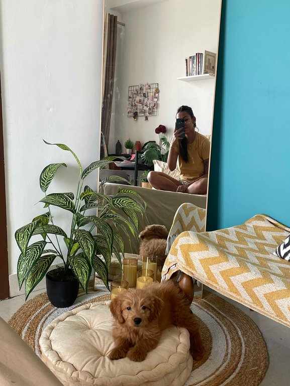 Goldendoodle For Sale In Mumbai