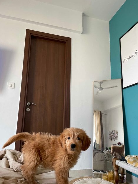 Goldendoodle For Sale In Mumbai