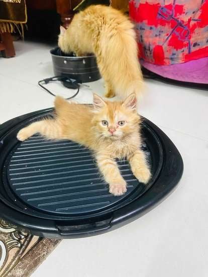 Persian For Sale In Chennai