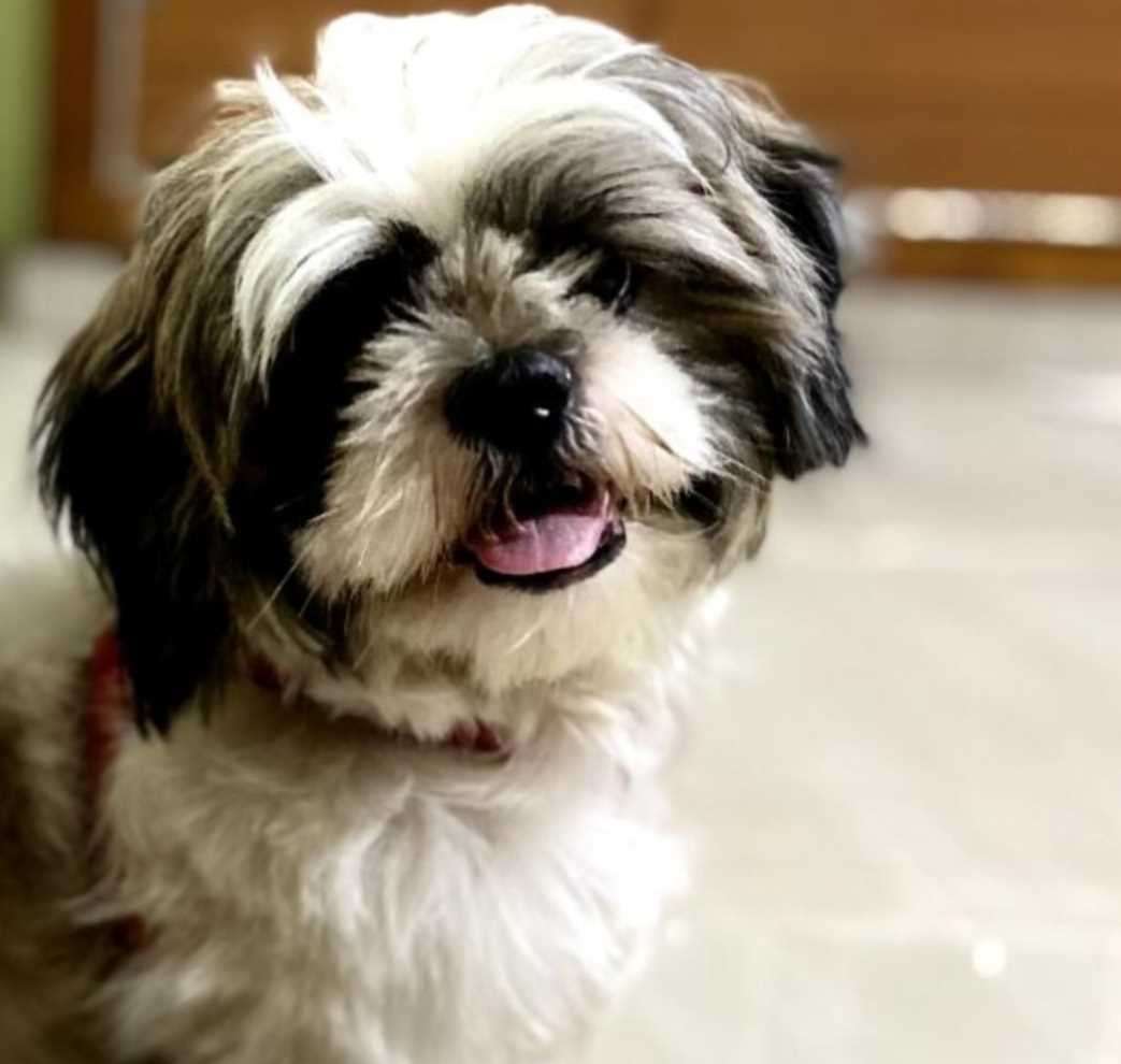 Shih Tzu Dogs For Mating In Chennai