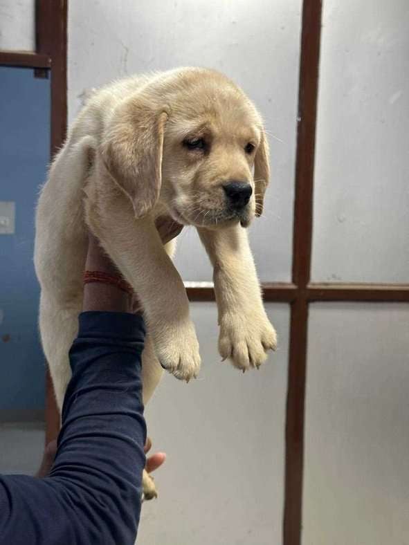 Labrador Retriever For Sale In Muzaffarpur