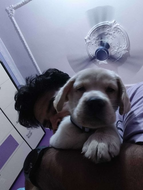 Labrador Retriever For Sale In Muzaffarpur