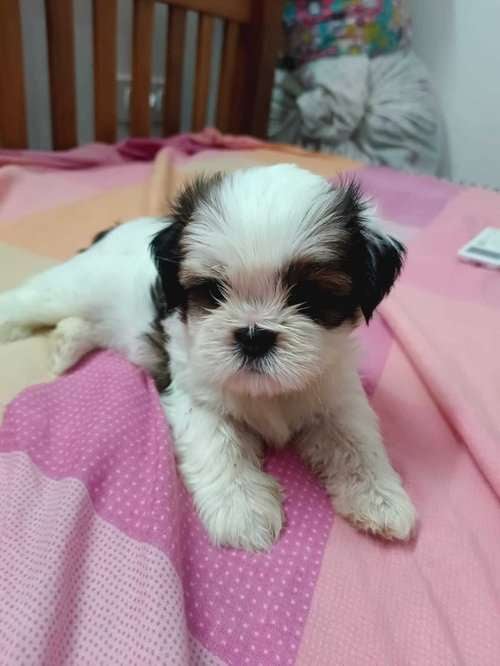 Shih Tzu For Sale In Kochi