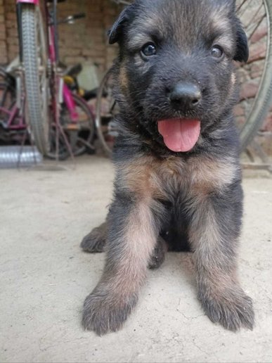 German Shepherd For Sale In Sonbhadra