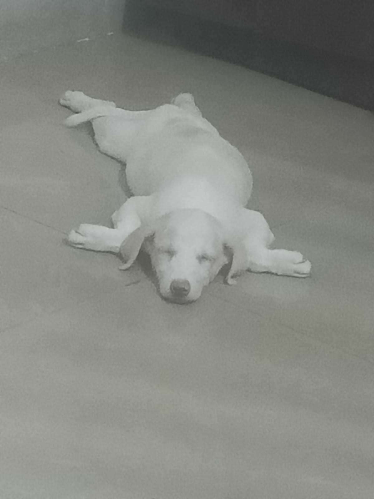Indian Breed For Adoption In Mumbai