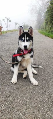 Siberian Husky For Sale In Dindigul
