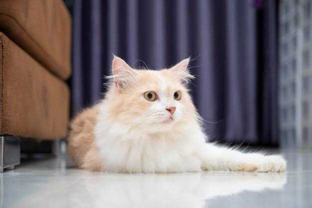 Persian Dogs For Mating In Hyderabad