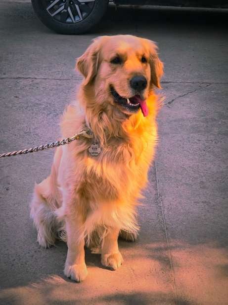 Golden Retriever Dogs For Mating In Delhi