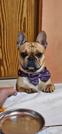 French Bulldog Dogs For Mating In Bangalore