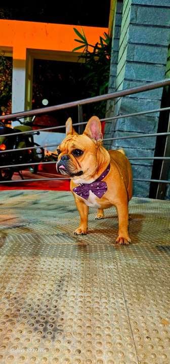 French Bulldog Dogs For Mating In Bangalore