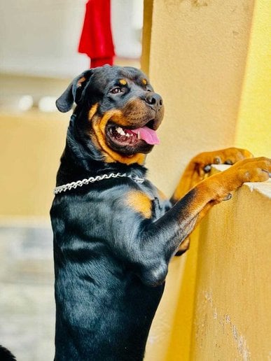 Rottweiler Dogs For Mating In Hyderabad