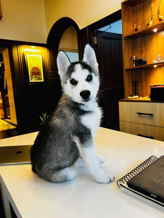 Siberian Husky For Sale In Dehradun