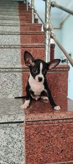 Chihuahua For Sale In Dehradun