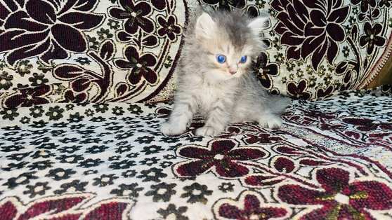 Siberian For Sale In Hyderabad