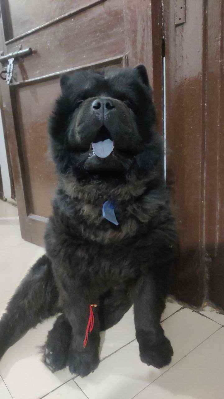 Chow Chow Dogs For Mating In Chandigarh