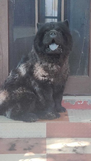 Chow Chow Dogs For Mating In Chandigarh