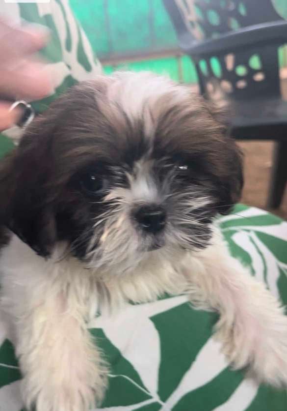 Shih Tzu For Sale In Thane