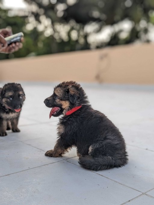 German Shepherd For Sale In Pondicherry