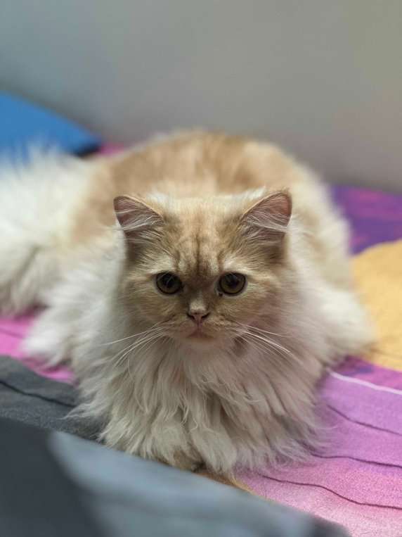 Persian For Adoption In Chennai