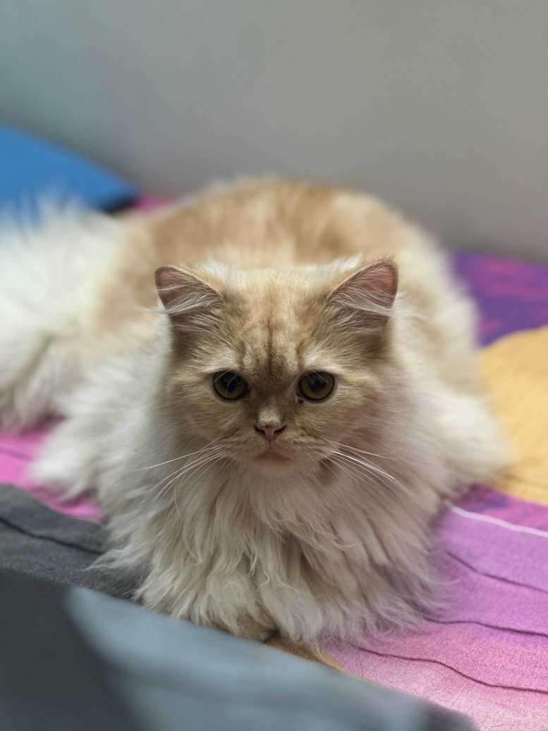 Persian For Adoption In Chennai