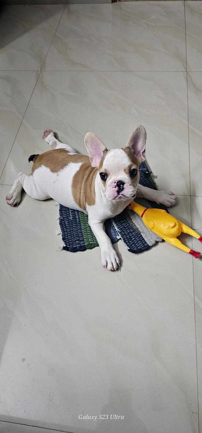 French Bulldog For Sale In Kolkata