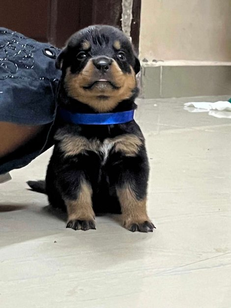 Rottweiler For Sale In Chennai