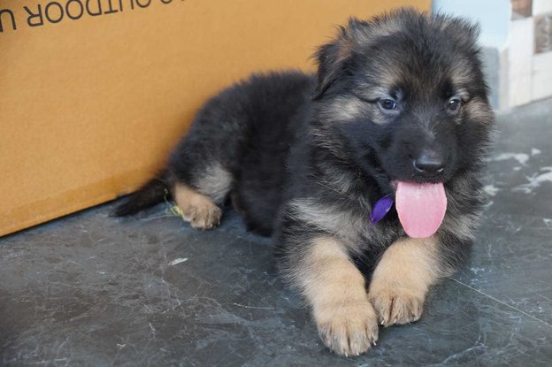 German Shepherd For Sale In Gulbarga