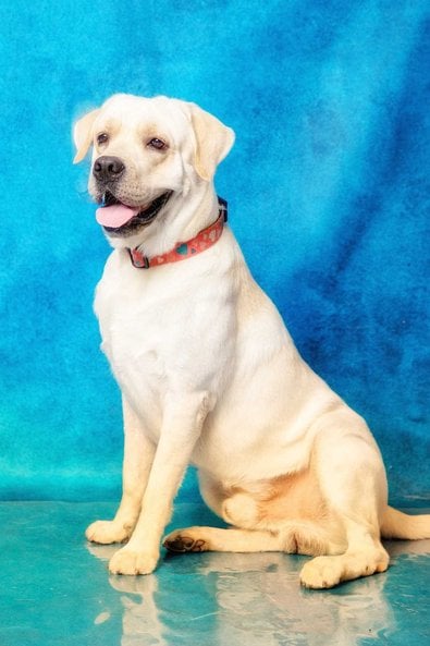 Labrador Retriever Dogs For Mating In Chennai