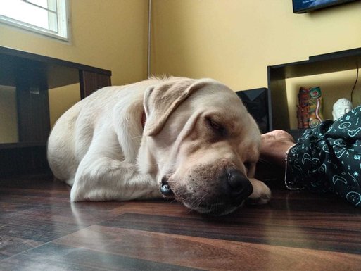 Labrador Retriever Dogs For Mating In Chennai