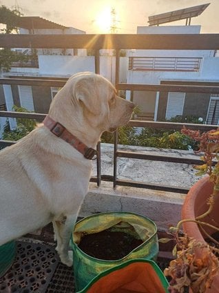 Labrador Retriever Dogs For Mating In Chennai