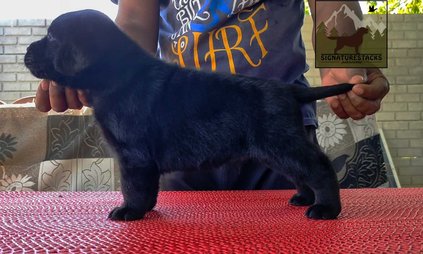 Labrador Retriever For Sale In Vellore