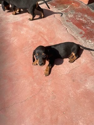 Dachshund For Sale In Bulandshahr