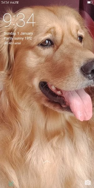 Golden Retriever Dogs For Mating In Delhi