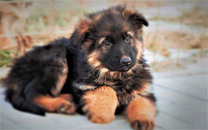 German Shepherd For Sale In Gurgaon