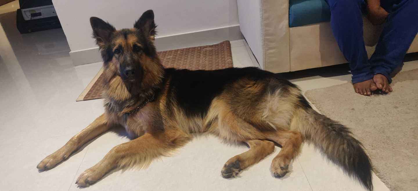 German Shepherd Dogs For Mating In Hyderabad