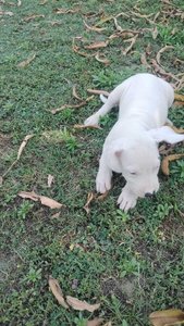 Dogo Argentino For Sale In Haridwar