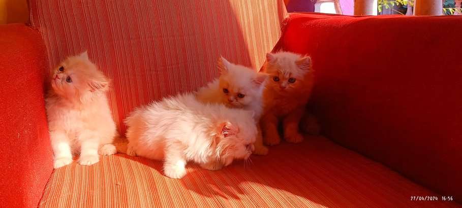 Persian For Sale In Panaji