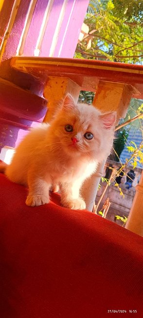 Persian For Sale In Panaji